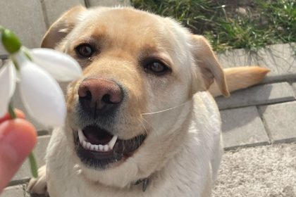 Catelusa disparuta dupa furtuna de sambata la Sibiu