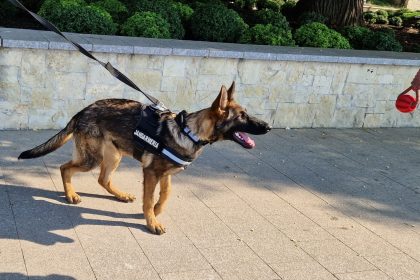 Catelusa minune din Sibiu Aria agent antidrog in Constanta