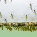 DEZINSECTIE si DERATIZARE in Sibiu 04 14 august 2025