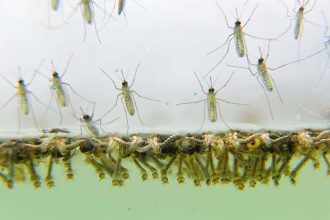 DEZINSECTIE si DERATIZARE in Sibiu 04 14 august 2025