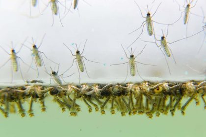 DEZINSECTIE si DERATIZARE in Sibiu 04 14 august 2025