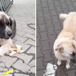 Doi caini credinciosi din Cartierul Arhitectilor caut familii