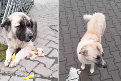 Doi caini credinciosi din Cartierul Arhitectilor caut familii