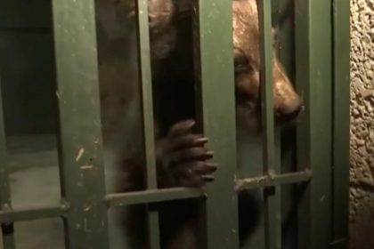 Doi pui de urs capturati procurorii investigheaza cazul