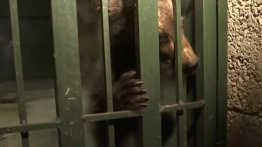 Doi pui de urs capturati procurorii investigheaza cazul