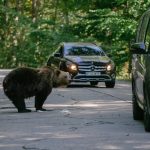 Gard electric anti urs instralat intr un oras din Romania