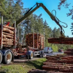 Guvernul incepe reforma Romsilva Tairi de posturi si reguli de performanta