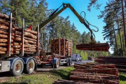 Guvernul incepe reforma Romsilva Tairi de posturi si reguli de performanta