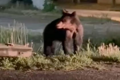 Inca un urs pe strazile din Talmaciu Ro Alert