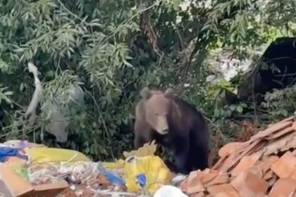 Localnicii din Talmaciu speriai de un urs