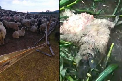 Momente de groaza la stanele din Toparcea Tata s a luptat cu ursul pentru a salva oaia