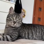 Motanul Mickey disparut langa Casa Armatei Recompensa oferita