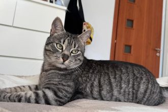 Motanul Mickey disparut langa Casa Armatei Recompensa oferita