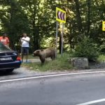 Noua lege anti ursi amenzimari pentru hranirea lor