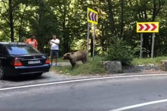 Noua lege anti ursi amenzimari pentru hranirea lor