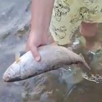 Pesti morti in raul Sevis localnicii ingrijorati