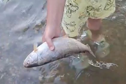 Pesti morti in raul Sevis localnicii ingrijorati