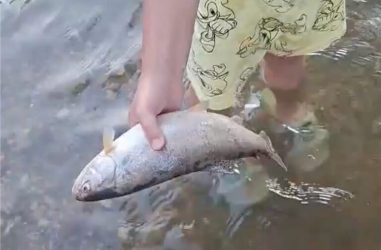 Pesti morti in raul Sevis localnicii ingrijorati