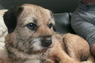 Poveste virala la Sibiu Recompensa de 5000 euro pentru Nausea