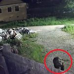 Primarul din Ocna Sibiului despre atacurile ursului Vrem sa l prindem