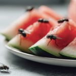 Scapati de muste tzantari si furnici Ghid Verdon pentru vara fara insecte