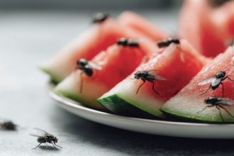 Scapati de muste tzantari si furnici Ghid Verdon pentru vara fara insecte