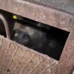 Slabit si speriat dar in viata puiul ursoaicei a ajuns la sanctuar