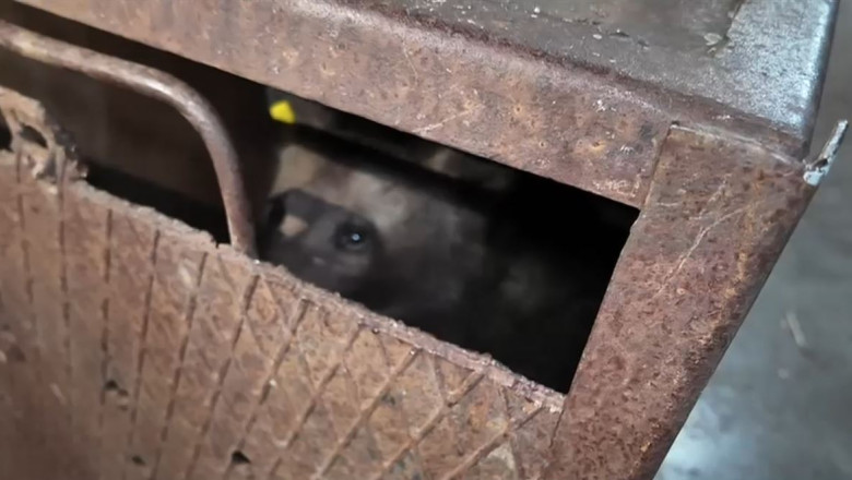 Slabit si speriat dar in viata puiul ursoaicei a ajuns la sanctuar