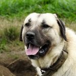 Tanar atacat de caini in Muntii Fagaras