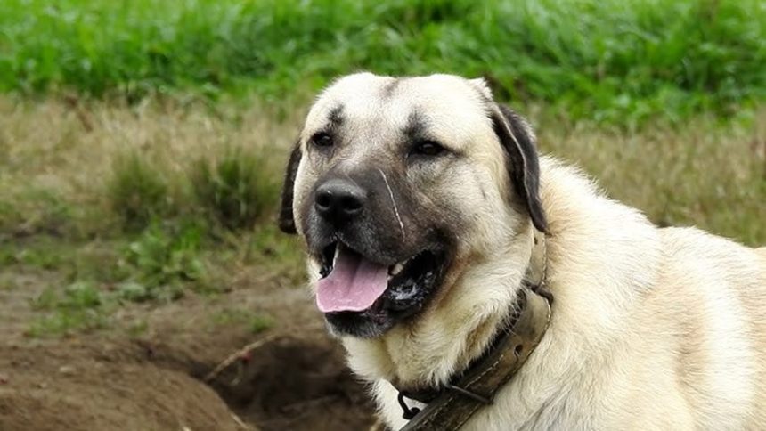 Tanar atacat de caini in Muntii Fagaras