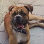 Un sibian cauta cainele pirdut ofera recompensa