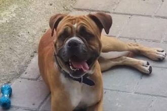 Un sibian cauta cainele pirdut ofera recompensa