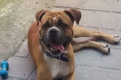 Un sibian cauta cainele pirdut ofera recompensa