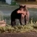 Urs observat in Talmaciu SMURD si autoritile alerta