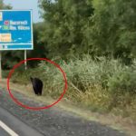 Urs vazut pe marginea drumului la Vestem