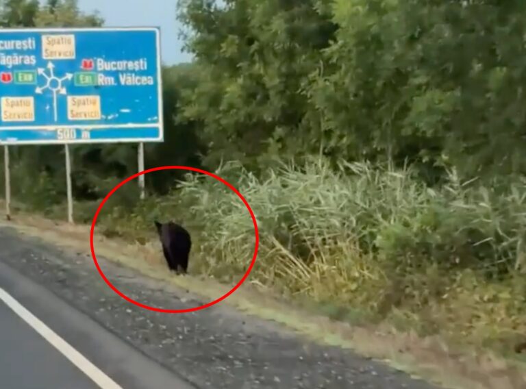 Urs vazut pe marginea drumului la Vestem
