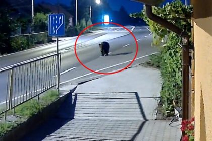Urs vazut pe strazi langa Talmaciul Video