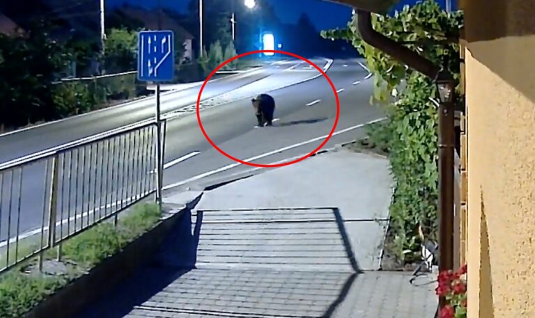 Urs vazut pe strazi langa Talmaciul Video