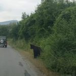 Ursul din Talmaciu alungat din zona caseleor