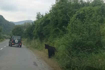 Ursul din Talmaciu alungat din zona caseleor