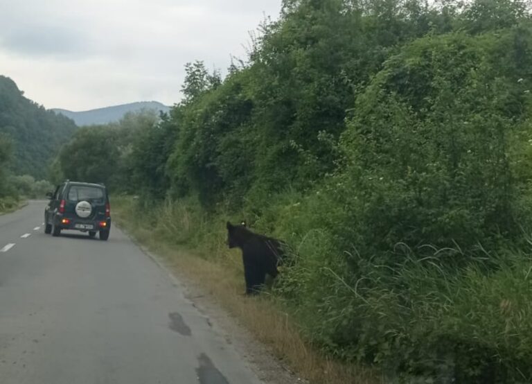 Ursul din Talmaciu alungat din zona caseleor