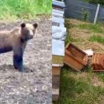 gospodarii distruse culturi afectate ursii in satele sibiu