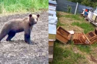 gospodarii distruse culturi afectate ursii in satele sibiu