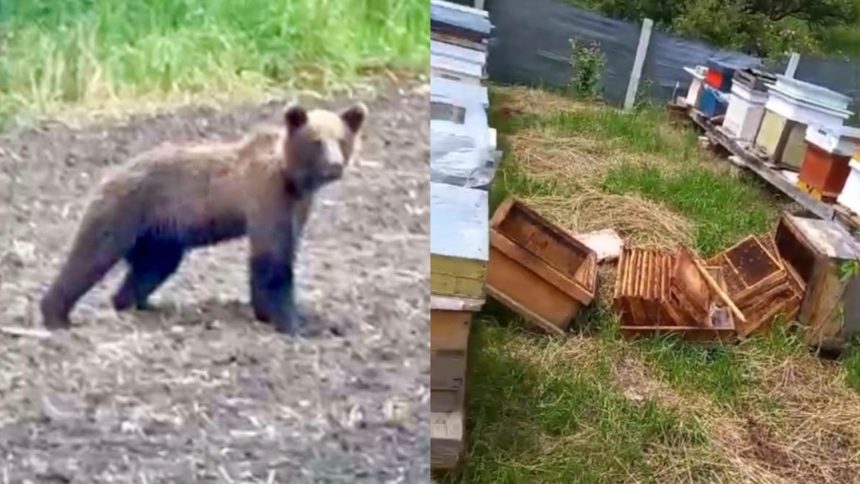 gospodarii distruse culturi afectate ursii in satele sibiu