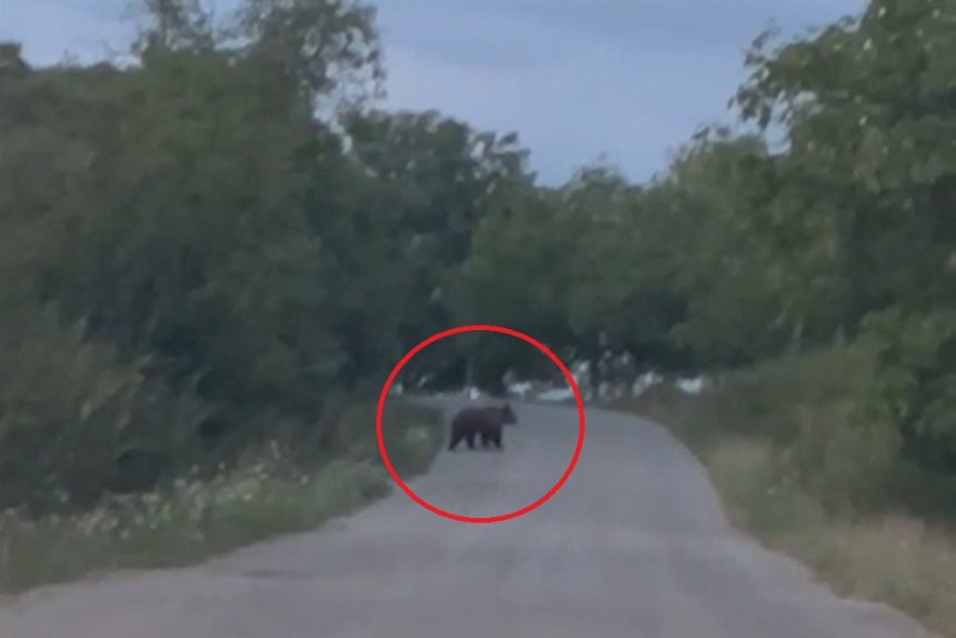 Alerta noua la Apoldu de Jos Urs iesit pe drum