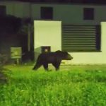 Alerte in Agnita ursul a coborat pe strazi