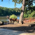 Apel bizar de la o gradina zoologica donati animalele de companie