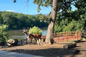 Apel bizar de la o gradina zoologica donati animalele de companie