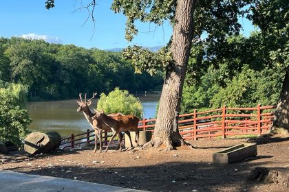Apel bizar de la o gradina zoologica donati animalele de companie