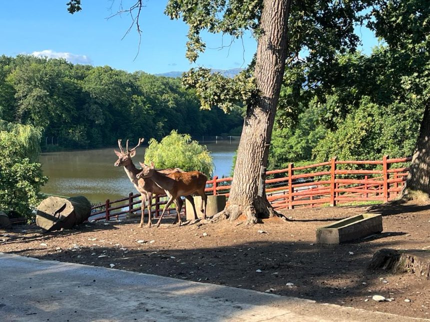 Apel bizar de la o gradina zoologica donati animalele de companie